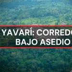 Yavarí: corredor bajo asedio, Epicentro TV