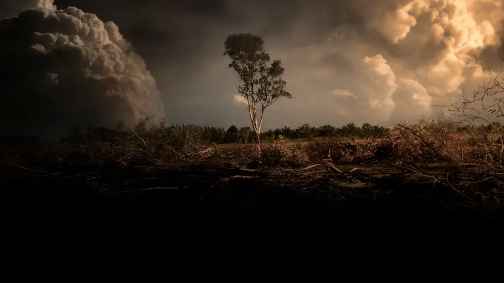 Sigue creciendo la deforestación menonita en los bosques amazónicos ,Epicentro 