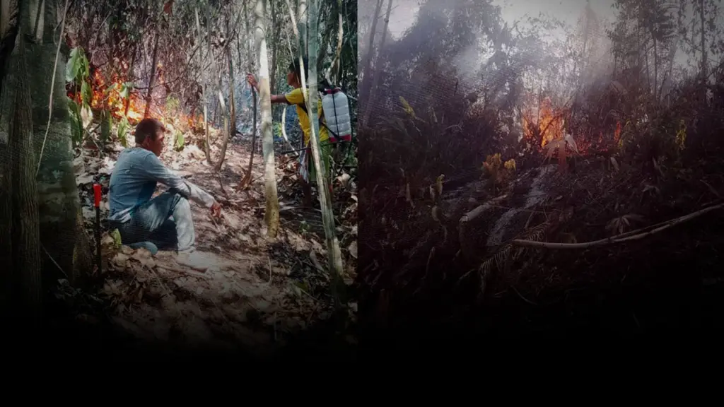 Incendio en Satipo: daños e impactos en la Reserva de Biósfera Avireri Vraem y Cuenca del Río Ene ,Foto: Composición